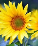 Zara - Tarot & Kartenlegen - Psychologische Lebensberatung - Psychologische Soforthilfe - Kipperkarten - Aura Reinigung Zara - Tarot & Kartenlegen - Psychologische Lebensberatung - Psychologische Soforthilfe - Kipperkarten - Aura Reinigung